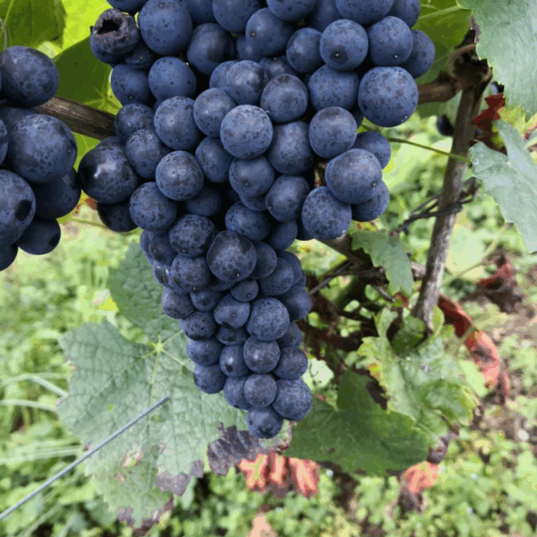 Spaß im Glas - Pop Up Wein-Bar – Bild 3